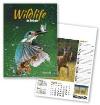 Wildlife in Britain Wall Calendar