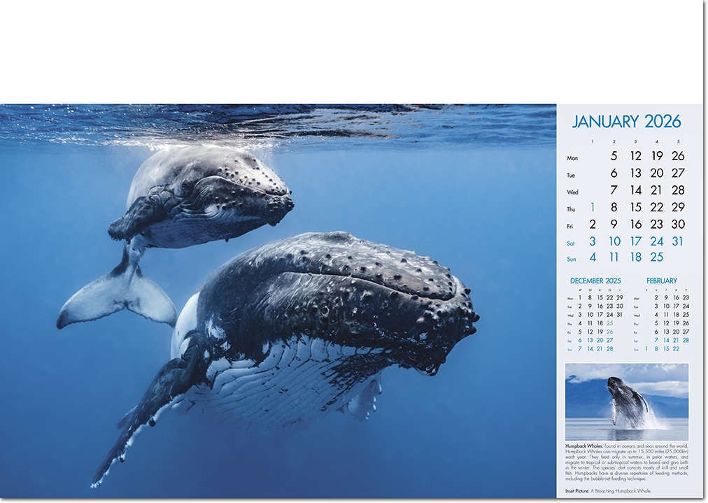 Deep Blue Wall Calendar